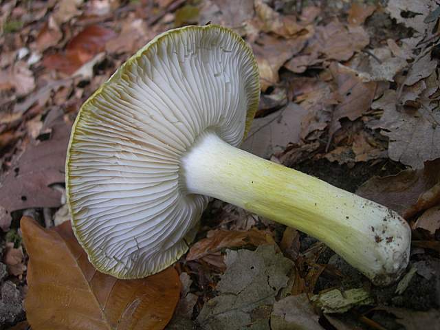Escursione  madre  2008